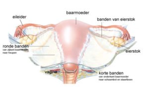 Bandenpijn In Zwangerschap, Je Kunt Er Al Vroeg Last Van Hebben. Wat Kun Je Er Tegen Doen